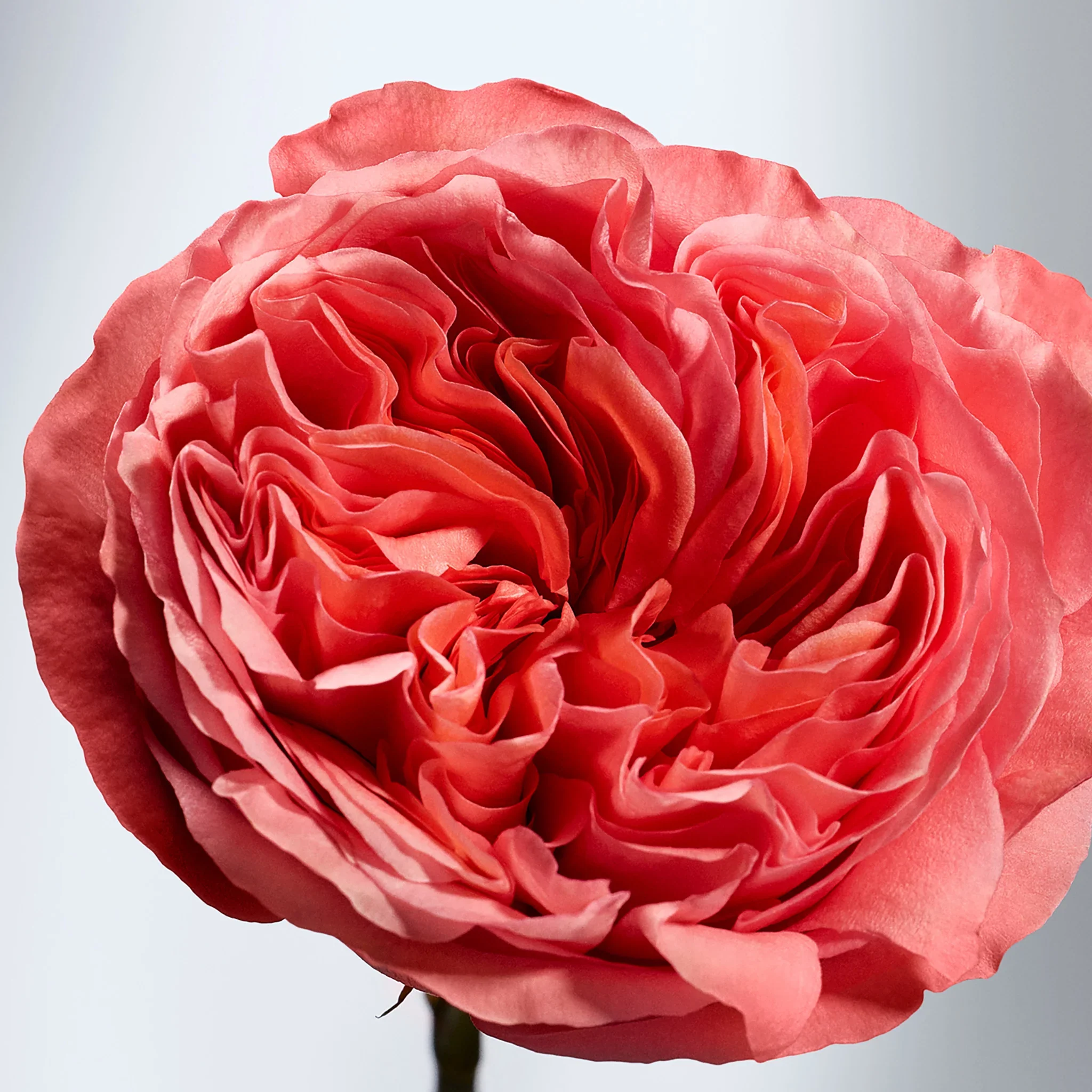 British Rose Body Butter 50ml - Image 4