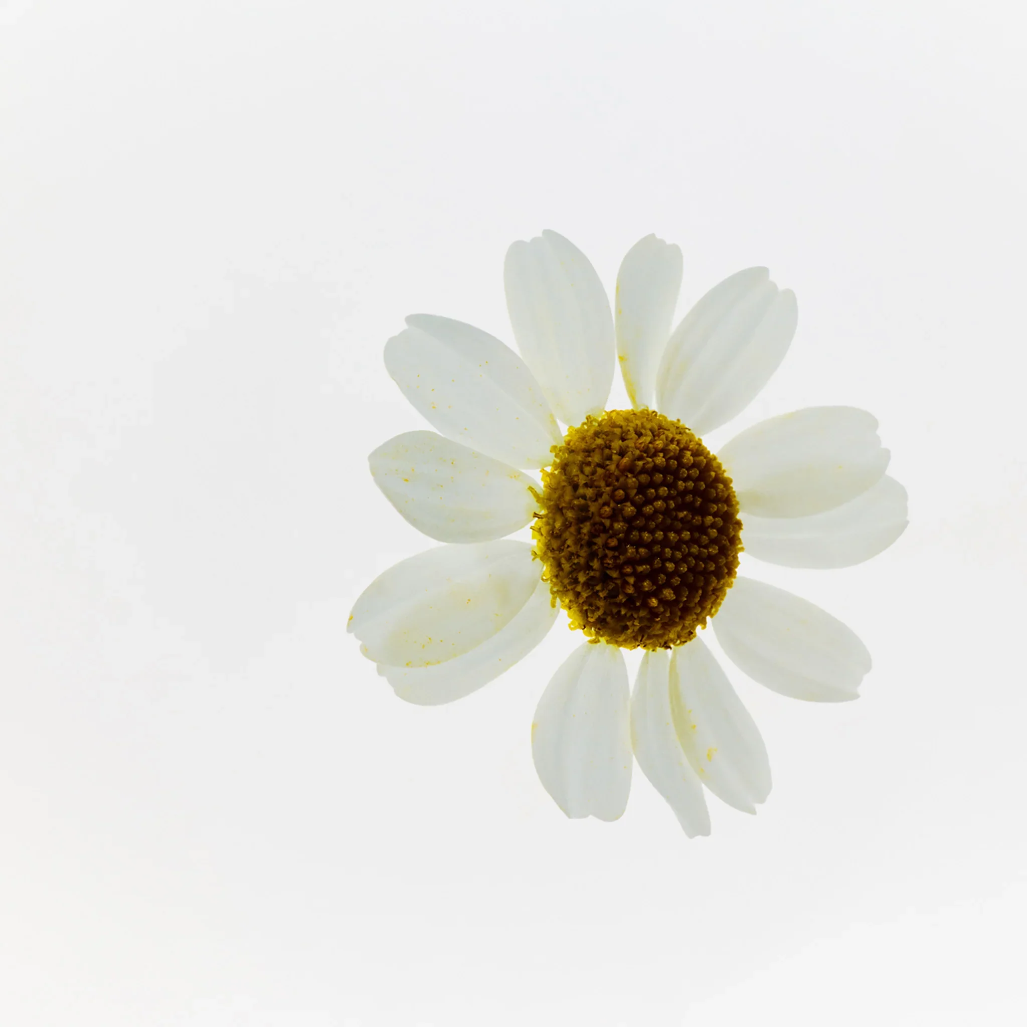 Camomile Sumptuous Makeup Cleansing Butter 20ml - Image 5