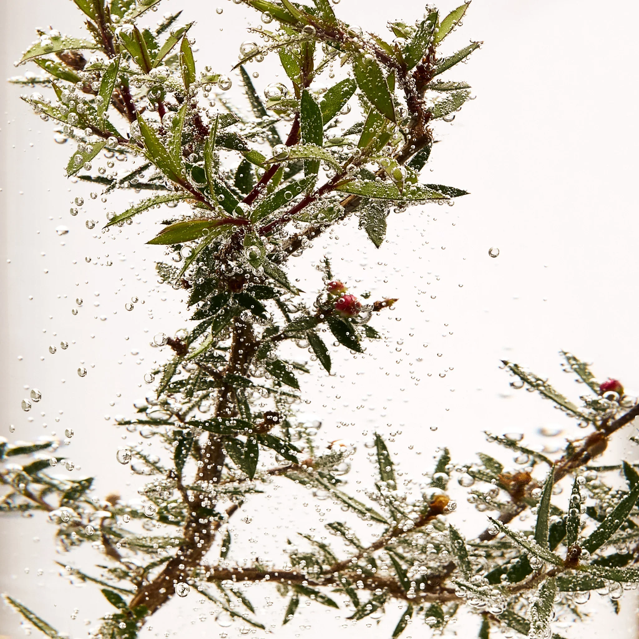 Tea Tree Oil For Face - Image 6